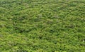 View from the top on the rain forest Royalty Free Stock Photo