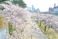 View on Top Sakura leaf Royalty Free Stock Photo