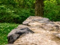 View from the top of a stone wall into a dense forest Royalty Free Stock Photo