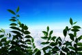 View top tree above cloud in sky Royalty Free Stock Photo