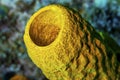 Colorful yellow tube sponge in caribbean sea