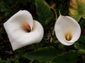 View from the top of two aurum lilies in a garden