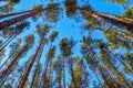 A view of the tops of the pine tree trunks in early spring in the sunlight