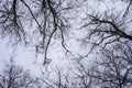 View of the tops of trees in winter