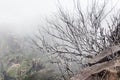 View from the tourist trail to the peak of Ruivo in Madeira on vegetation and dry tree skeletons in fog clouds.