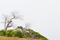 View from the tourist trail to the peak of Ruivo in Madeira on vegetation and dry tree skeletons in fog clouds.