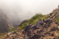 View from the tourist trail to the peak of Ruivo in Madeira on vegetation and dry tree skeletons in fog clouds.