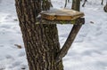 View toward service corner with subsidiary table in the apiary on tree at forest, Zavet