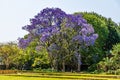 A view towards a Jacaranda tree in full bloom in Eswatini Royalty Free Stock Photo