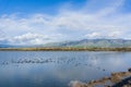 View towards Mission and Monument Peak; coots swimming on a salt pond; Don Edwards Wildlife Refuge, south San Francisco bay, Royalty Free Stock Photo