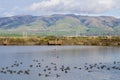 View towards Monument Peak; coots swimming on a salt pond; Don Edwards Wildlife Refuge, south San Francisco bay, Alviso, San Jose Royalty Free Stock Photo