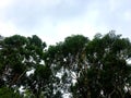 A view towards the sky with Australian gumtrees in the foreground Royalty Free Stock Photo