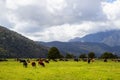 view towards southern alps range, New Zealand Royalty Free Stock Photo