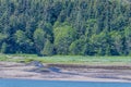 A view towards a stream on the shoreline in the Gastineau Channel on the approach to Juneau, Alaska Royalty Free Stock Photo