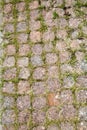 View track of square granite blocks with sprouted green grass