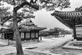 View of traditional buildings at Changgyeonggung Palace during cherry blossom in black and white