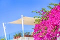 View of Traditional Greek Architecture and Blossoming Flowers in Foreground in Oia or Ia Village at Santorini Island in Greece Royalty Free Stock Photo