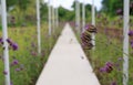 View of traditional Japanese garden with walk pathway