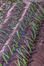 View of traditional onion plantation in ecological vegetable garden Royalty Free Stock Photo