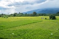 View of traditional paddy field during stormy sunset Royalty Free Stock Photo