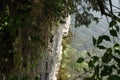 A vertical cliff wall in Kankakee River State Park, Illinois, USA Royalty Free Stock Photo