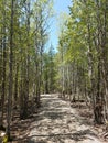 Trail in a forest in summer time Royalty Free Stock Photo