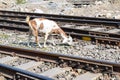 View of train Railway Tracks from the middle during daytime at Kathgodam railway station in India, Train railway track view,