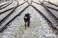 View of train Railway Tracks from the middle during daytime at Kathgodam railway station in India, Train railway track view,