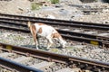 View of train Railway Tracks from the middle during daytime at Kathgodam railway station in India, Train railway track view,