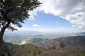 A tree above the salt lake city valley