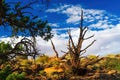 View on tree with bare branches and green pine tree on yellow dry grass at cliff above white clouds and blue summer sky - Grand