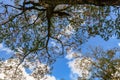 View of a tree branch with blue sky and white clouds background from the bottom. Phu kradueng National park.