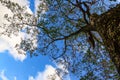 View of a tree branch with blue sky and white clouds background from the bottom. Phu kradueng National park.