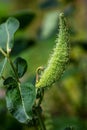 View of tree branch with cone fruits in the summer garden