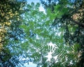 View of tree branches and leaves in abstract background. Royalty Free Stock Photo