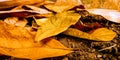 A view of a tree with colorful leaves in the autumn.