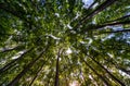 View of tree crowns in beech forest Royalty Free Stock Photo