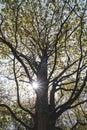 View of a tree with sunbeams in the Czech Republic, Velke losiny.