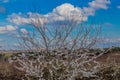 View of a tree with flower buds and beginning flowering with a splendid blue sky and white clouds