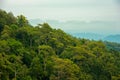 View of tree in forest mountain in Thailand Royalty Free Stock Photo