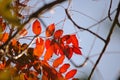 BRIGHT RED AUTUMN LEAVES AGAINST BLUE SKY