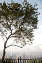 View of tree and Hong Kong Cityscapes Royalty Free Stock Photo