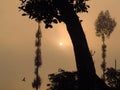 A view of the tree in the morning with the sun covered in foggy Royalty Free Stock Photo