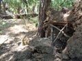 tree roots unearthed on the right Royalty Free Stock Photo