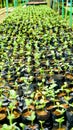 View of tree seedlings in the nursery Royalty Free Stock Photo