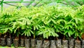 View of tree seedlings in the nursery Royalty Free Stock Photo