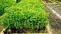 View of tree seedlings in the nursery Royalty Free Stock Photo