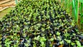 View of tree seedlings in the nursery Royalty Free Stock Photo