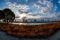 View of a tree and some grass with riverside and Umeda city in the background during sunrise