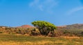 A view of a tree spurge on the border of South Africa and Eswatini Royalty Free Stock Photo